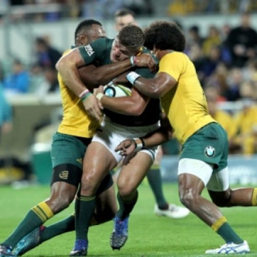 Springboks vs Wallabies preview