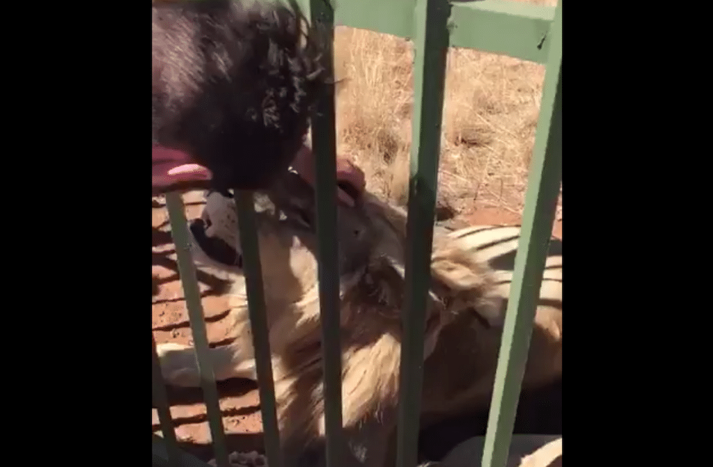 You are currently viewing Watch: Lion bites Welsh rugby player