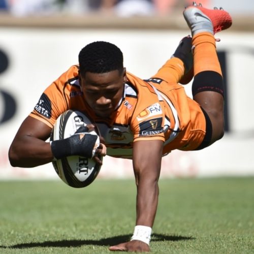 Clinical Cheetahs maul Zebre