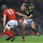 Springbok