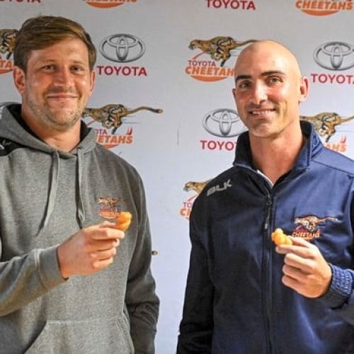 Cheetahs find new home as SA makes camp in Europe